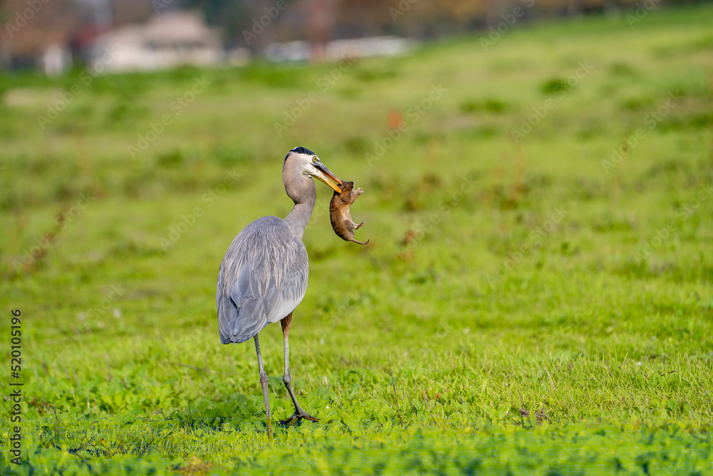 Fototapeta premium Great blue heron (Ardea cinerea) caught a gopher. Wildlife photography.