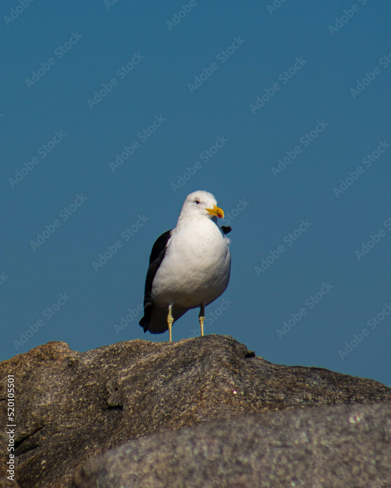 Obraz premium Gaviota