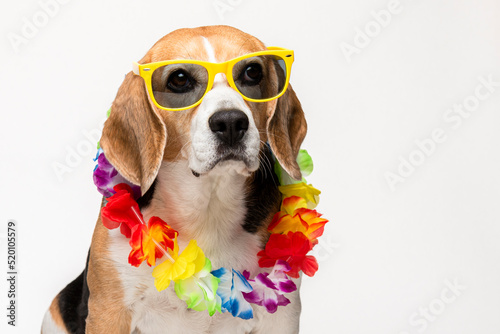 Cute beagle dog with sunglasses and flower collar on white background. Spring portrait of a dog. 