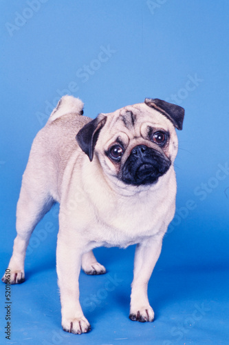 A pug dog on a blue background © SuperStock