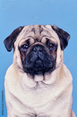 A close-up of a pug dog on a blue background