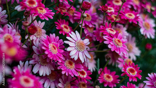 Muchas flores rosadas