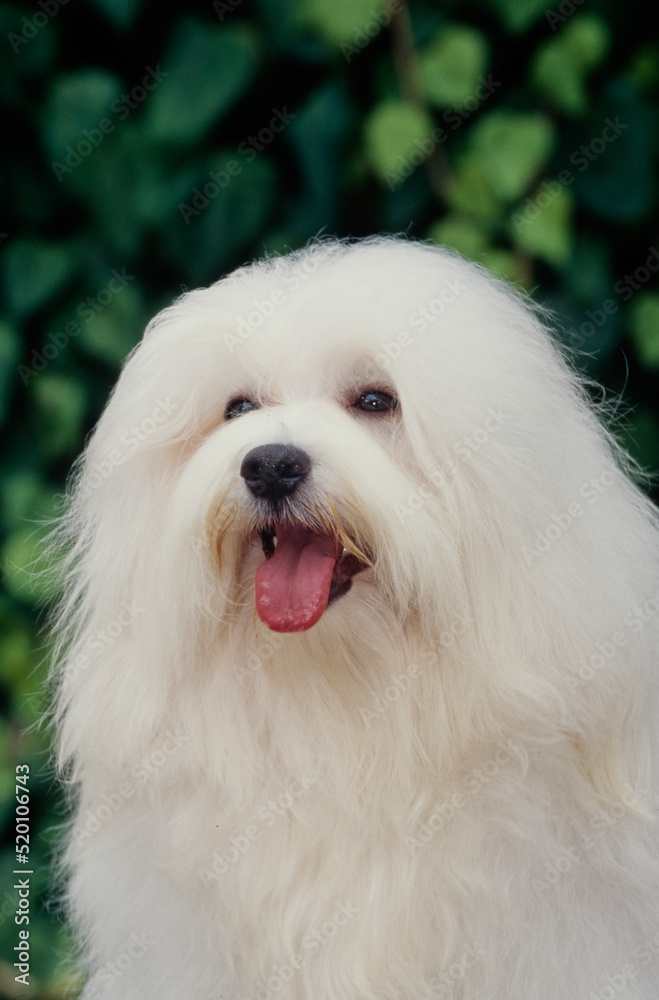 Close up of Havanese Close up of Havanese