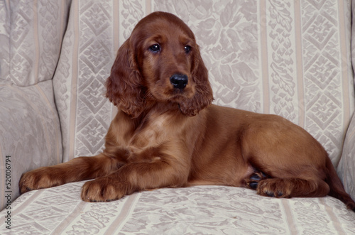 Obraz na płótnie Irish Setter puppy on couch