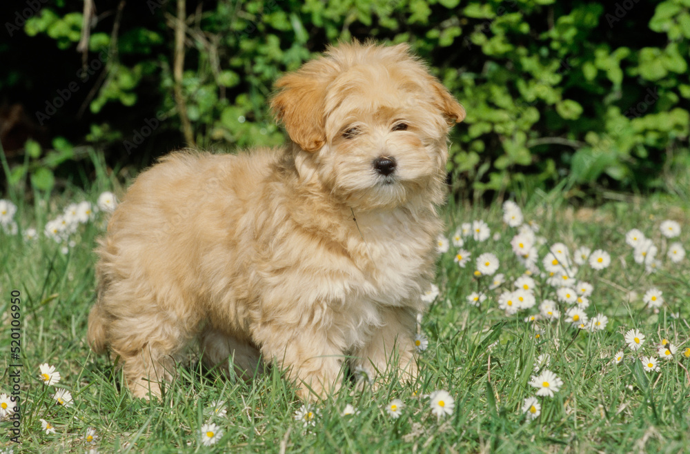 Havanese puppy in grass