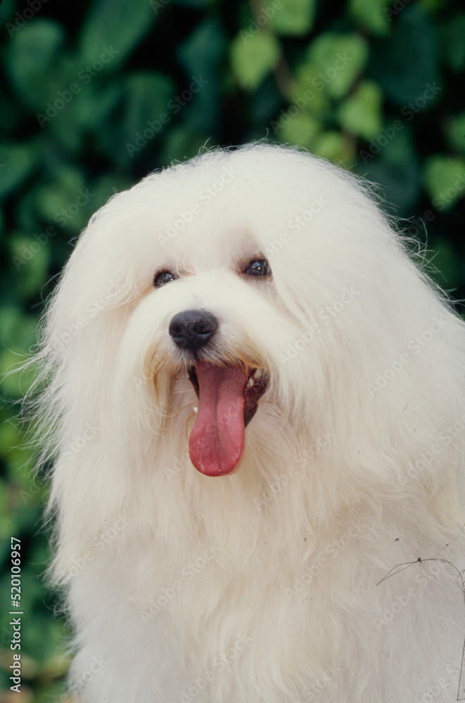 Close up of Havanese