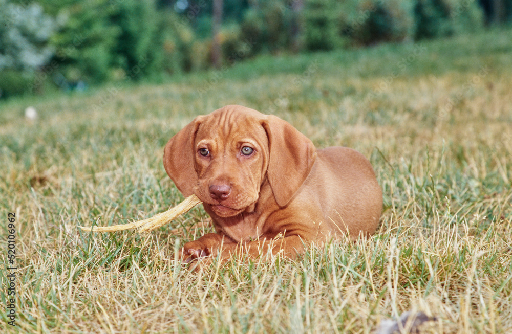 Vizsla puppy laying in grass outside chewing on stick