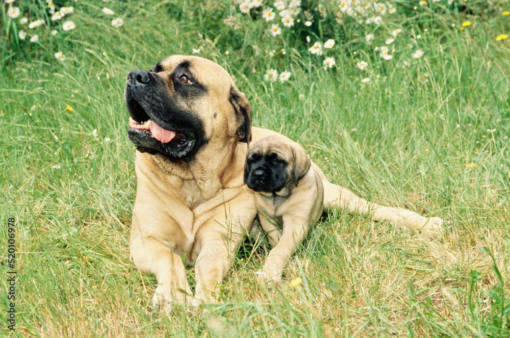 A mastiff dog and puppy in grass A mastiff dog and puppy in grass