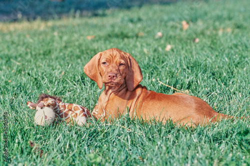 Vizsla puppy laying outside in grass with stuffed animal toy