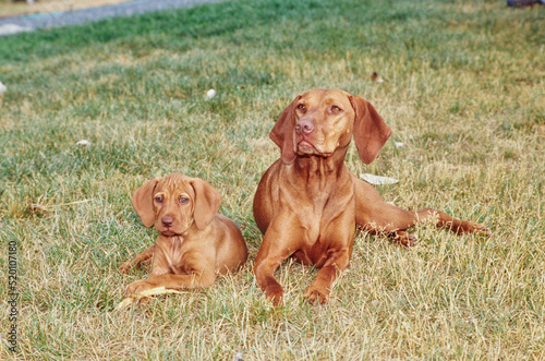 Two Vizslas laying in grass outside
