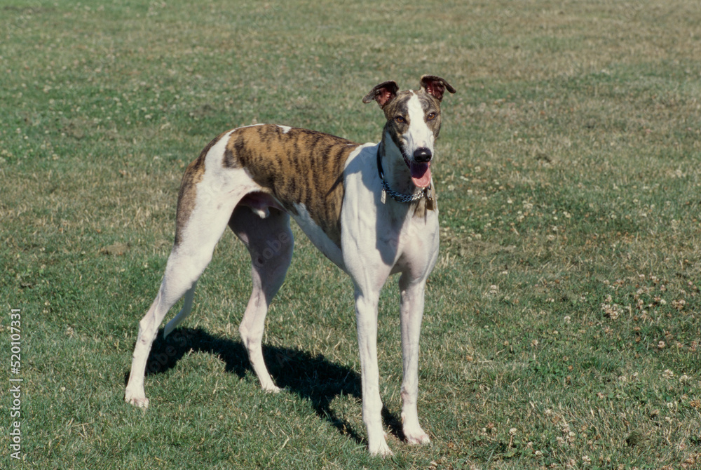 Greyhound standing in grass