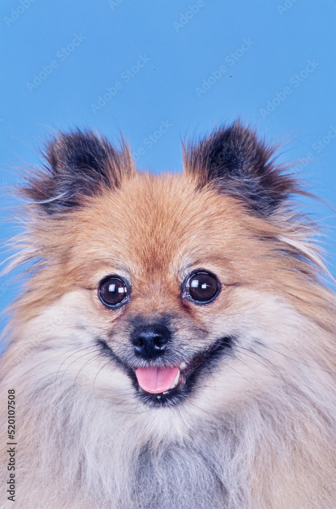 A close-up of a Pomeranian on a blue background