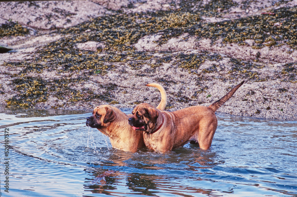 Two mastiff dogs going into water Two mastiff dogs going into water