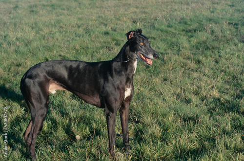 Greyhound standing in grass