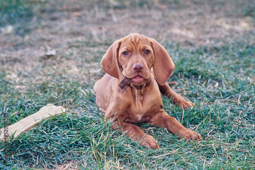 Vizsla puppy laying down outside in grass chewing on stick