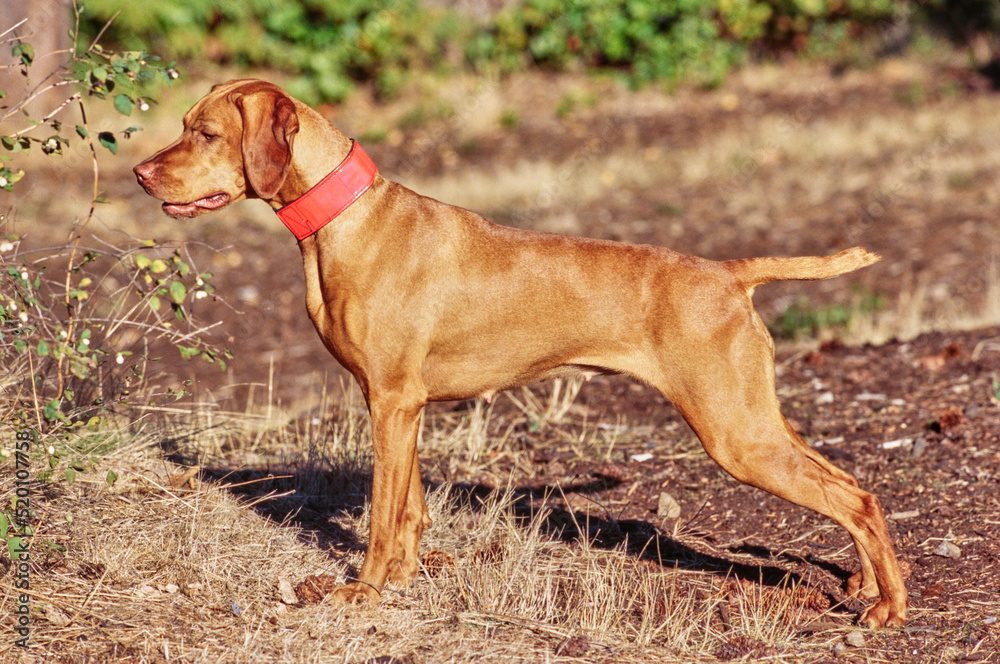 Vizsla standing outside looking at bushes