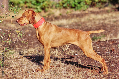 Vizsla standing outside looking at bushes