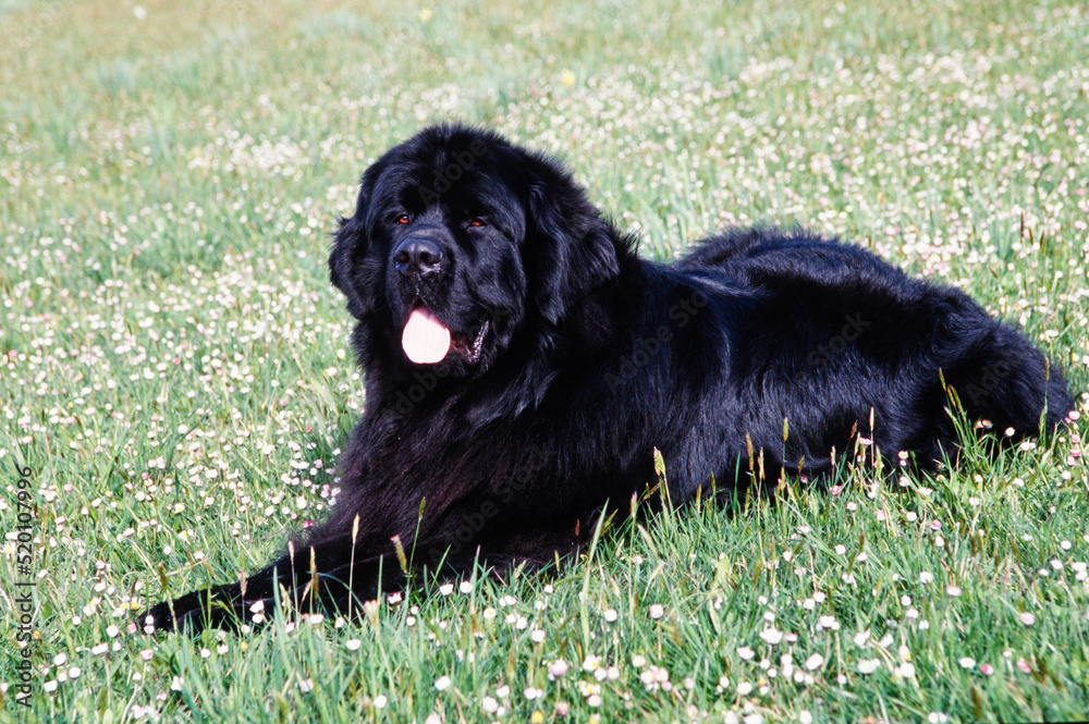 A Newfoundland dog on grass A Newfoundland dog on grass
