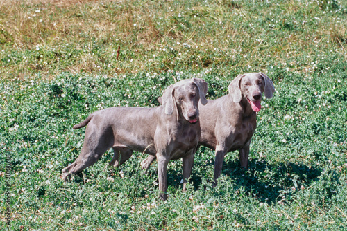Two weimaraners standing in field outside