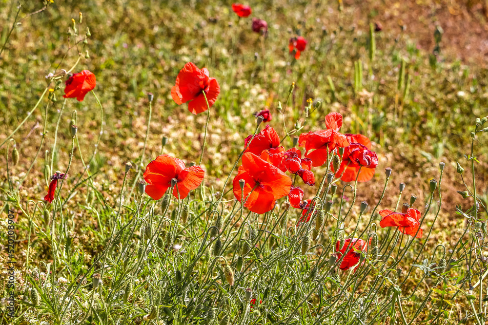 Fototapeta premium Pompeii, Italy