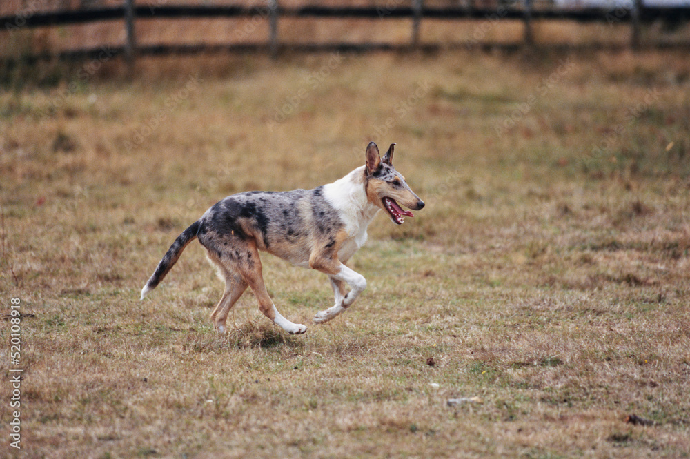 Collie dog running in grass outside Collie dog running in grass outside