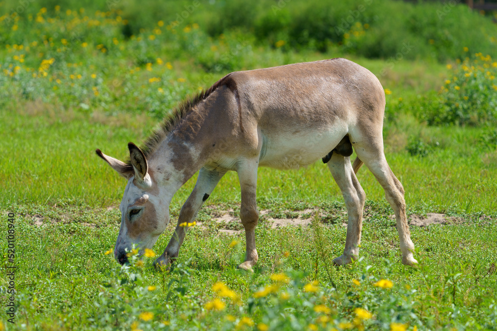Light Brown and White Mare Donkey Grazing in Florida Wildflower Field Light Brown and White Mare Donkey Grazing in Florida Wildflower Field