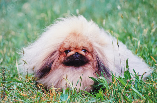 A Pekingese dog in grass