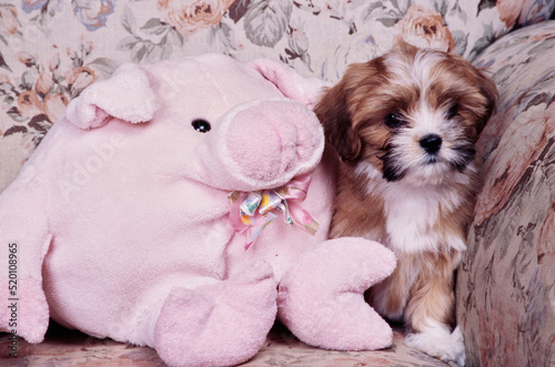 Bild auf Leinwand A Lhasa apso puppy on a couch with a pink stuffed toy