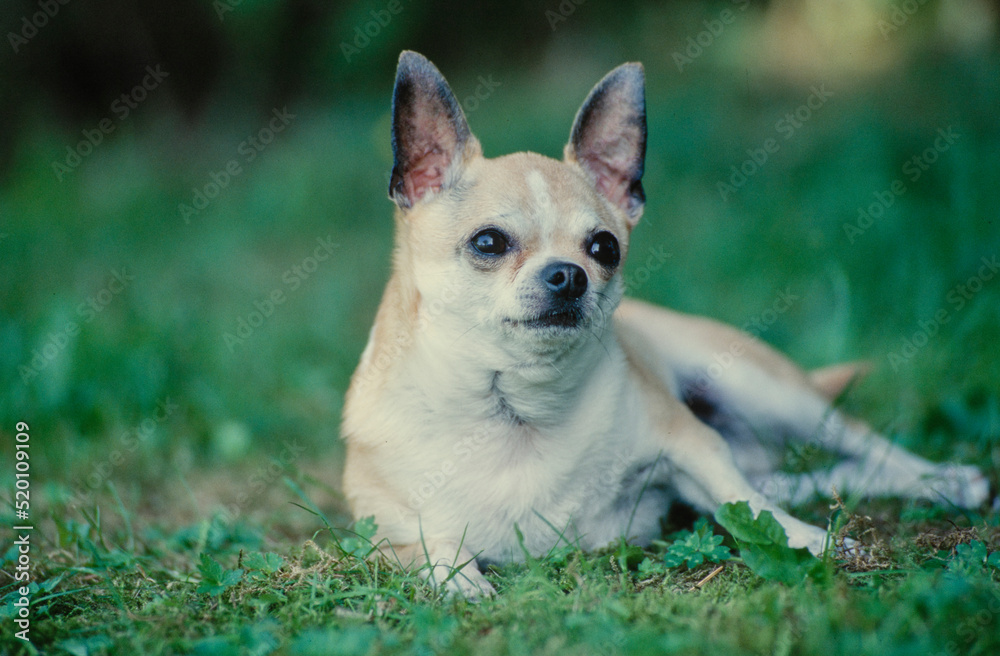 Chihuahua laying in grass