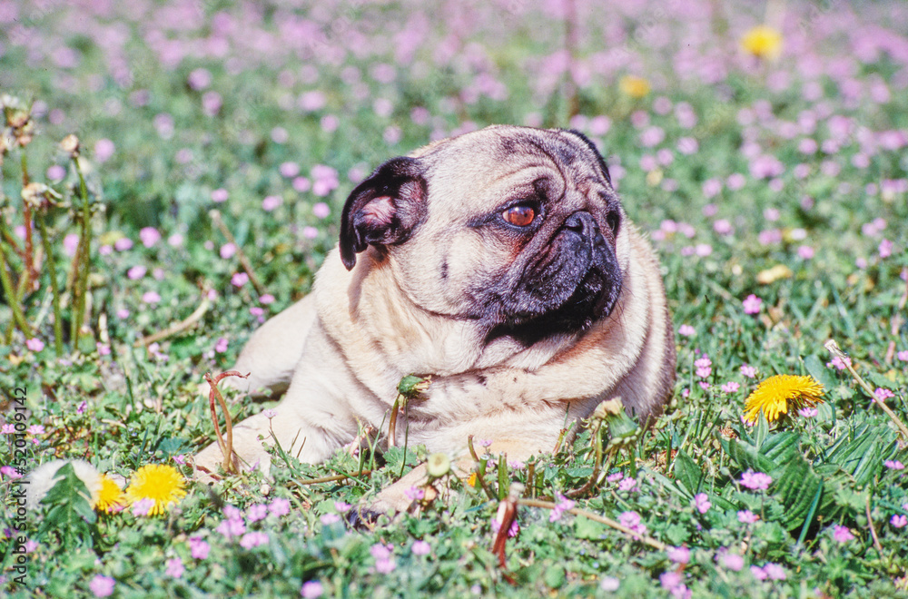 A pug in grass