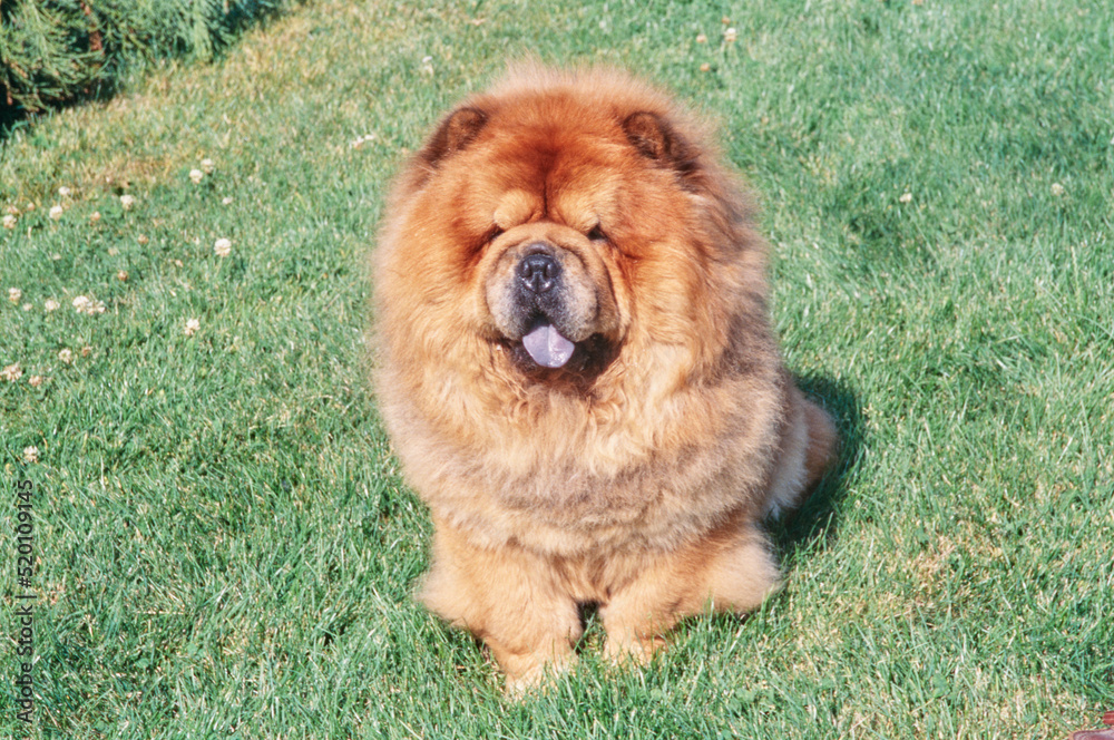 Fototapeta premium A Chow Chow dog in grass