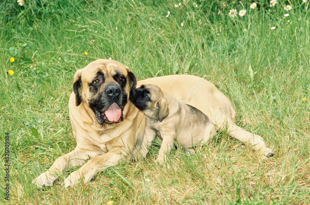 A mastiff dog and puppy in grass