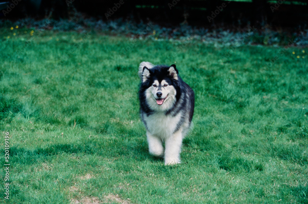 Fototapeta premium A malamute dog on grass