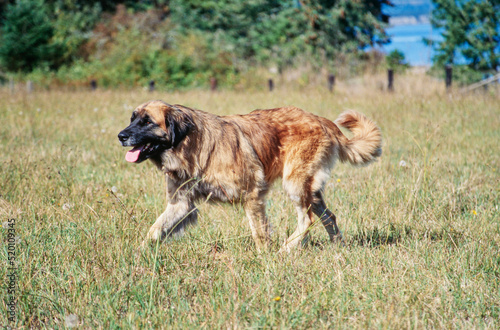 A Leonberger dog in grass photo
