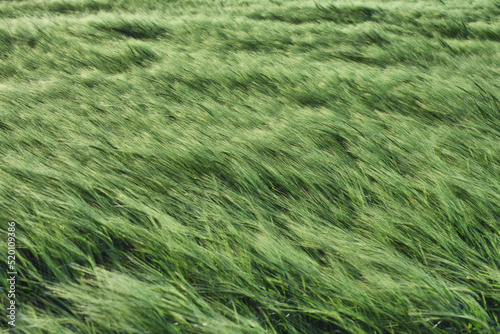 Green wheat field in a summer time. Agricultural landscape
