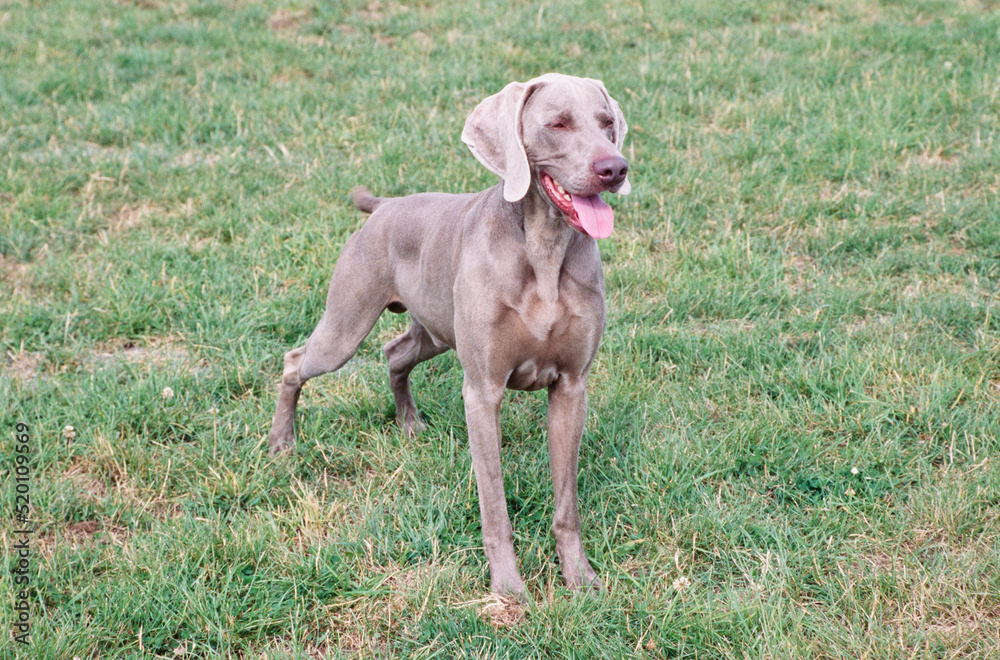 Weimaraner standing in grass outside