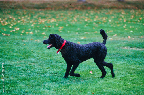 Fototapeta Naklejka Na Ścianę i Meble -  A standard poodle dog in grass