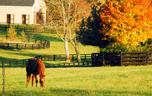 A horse grazes in a field surrounded by autumn color in the Blue Grass region of Kentucky