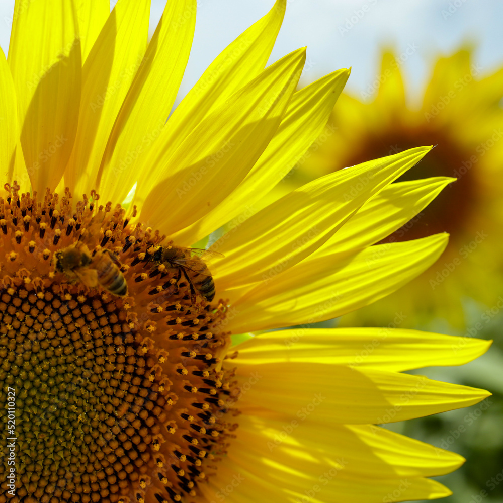 Naklejka premium sunflower close up