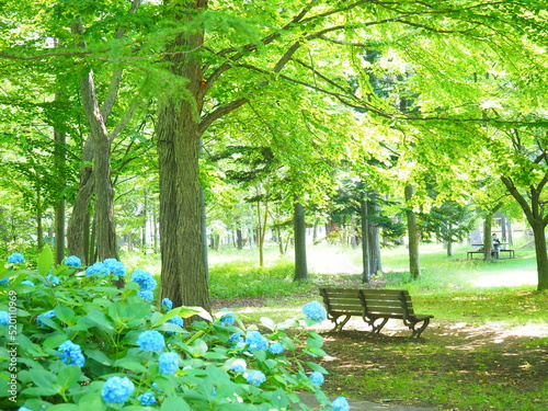 夏の北海道風景 豊平公園の白樺林と紫陽花