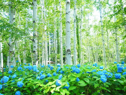 夏の北海道風景 豊平公園の白樺林と紫陽花