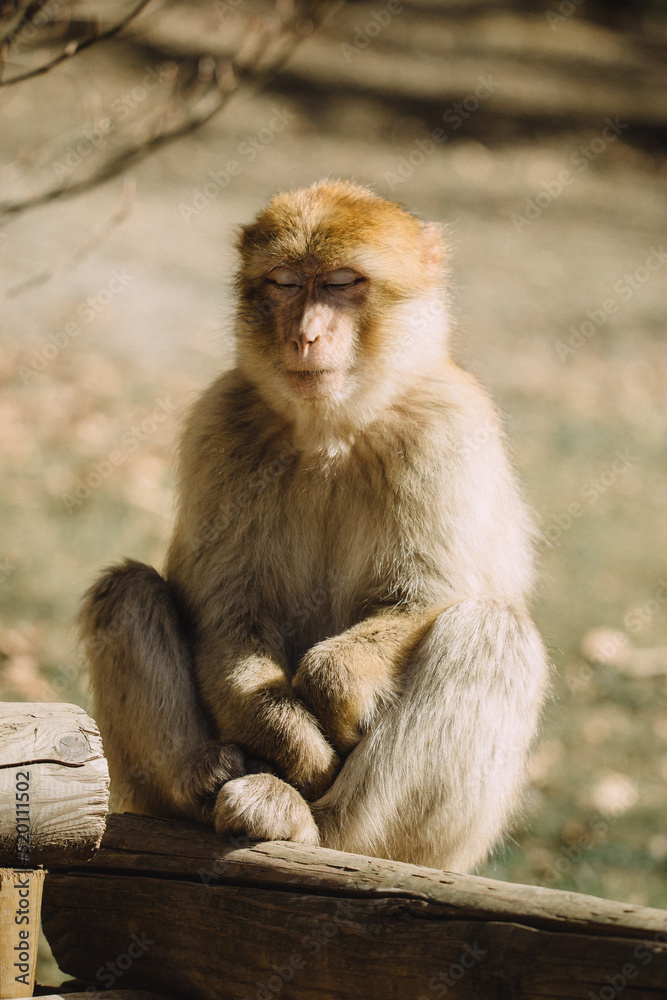 Affe geschlossene Augen