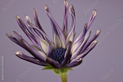 Isolated purple and white African spider daisy