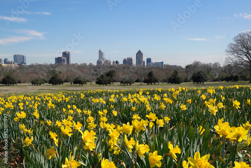 Daffodils blooming in Dix Park with the Raleigh skyline in the background