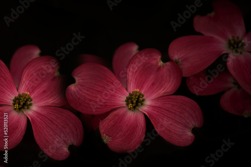 Beautiful large pink flowers on the tree on a black natural background. Spring flowering. 