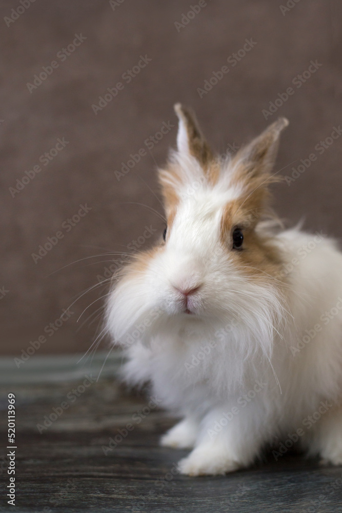 Fluffy white angora rabbit on brown background closeup, vertical orientation Fluffy white angora rabbit on brown background closeup, vertical orientation