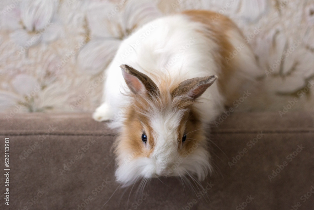 Obraz premium Fluffy white angora rabbit on white background closeup