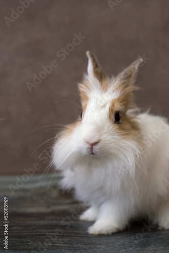 Fluffy white angora rabbit on brown background closeup, vertical orientation