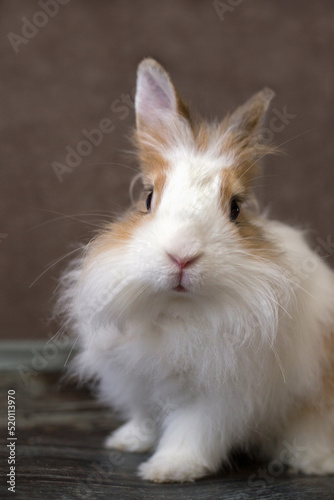 Fluffy white angora rabbit on brown background closeup, vertical orientation
