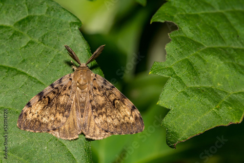 Spongy Moth - Lymantria dispar photo